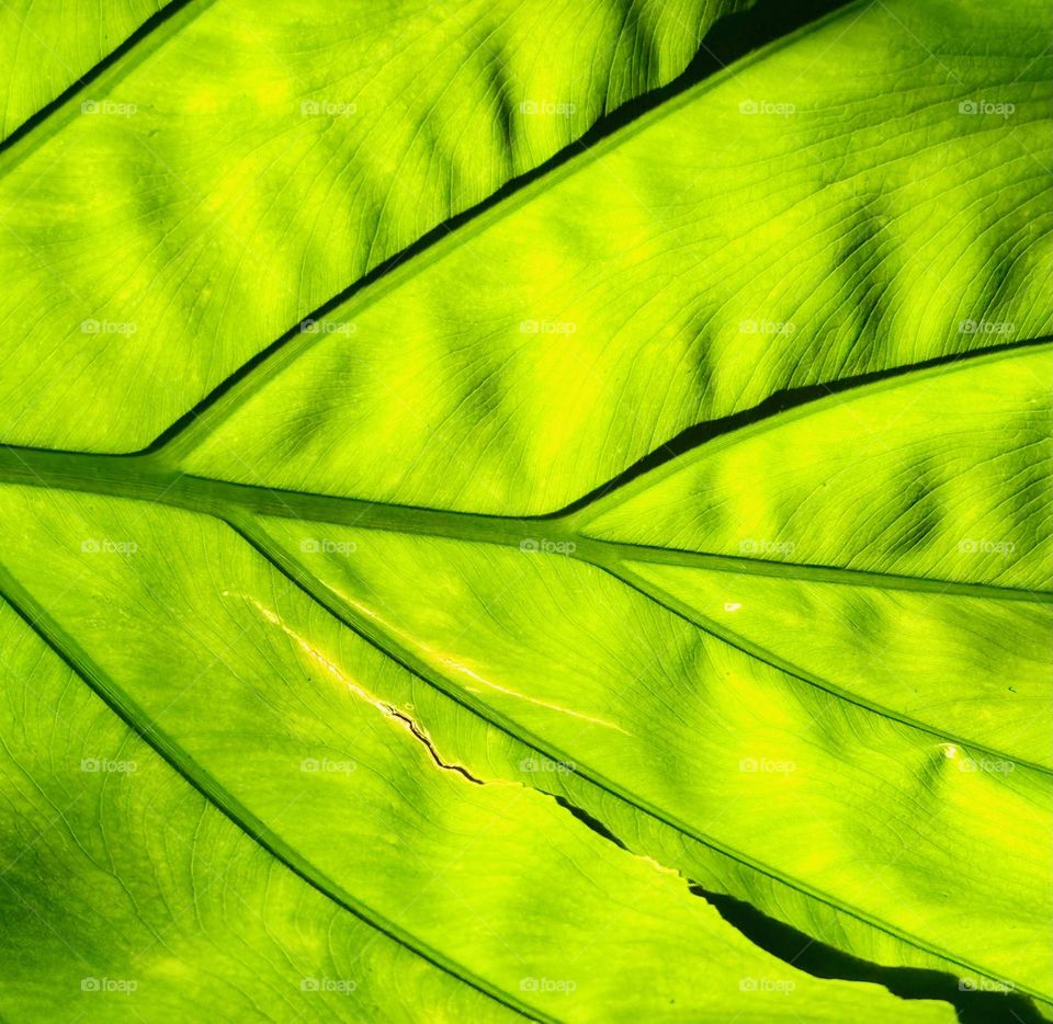 Leaf