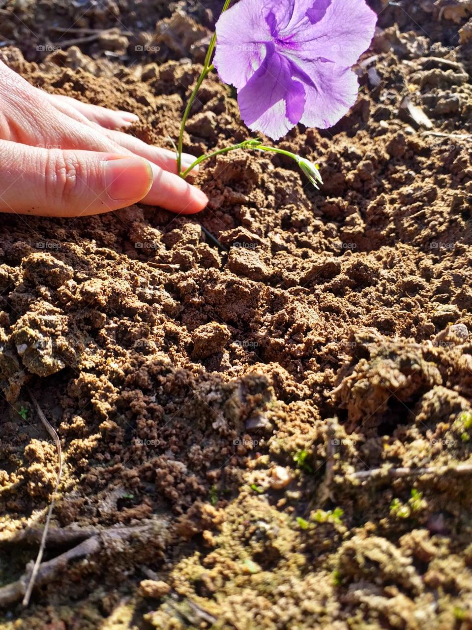 Cuidada para que floresça e encante a primavera