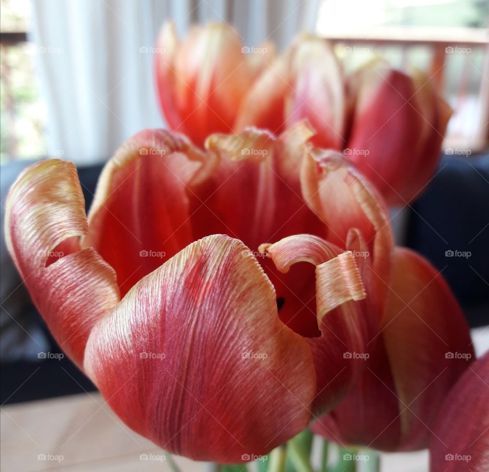 tulips