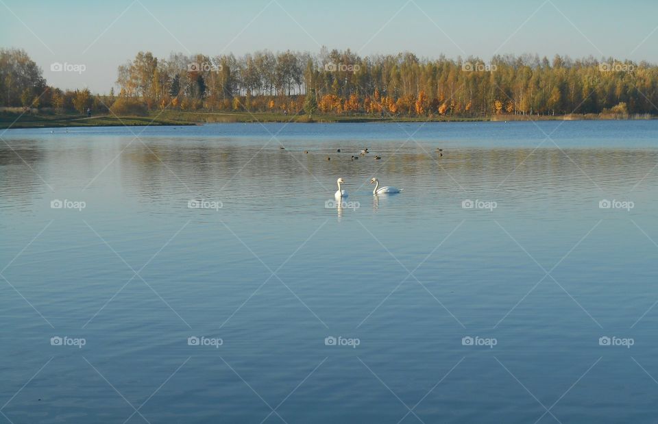 two swans on a lake