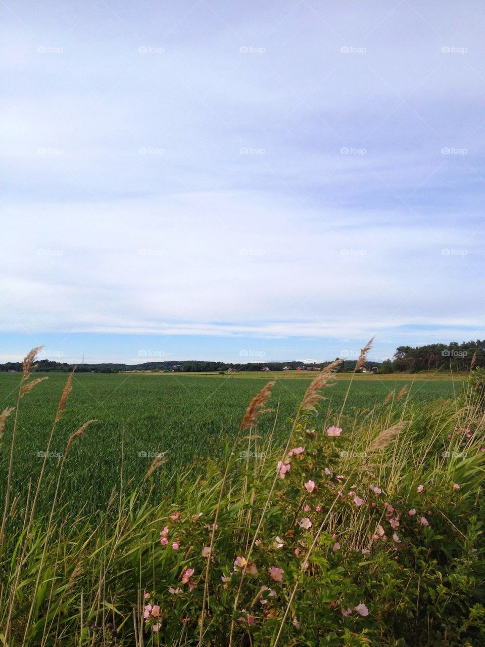 Tranquil scene of field against sky