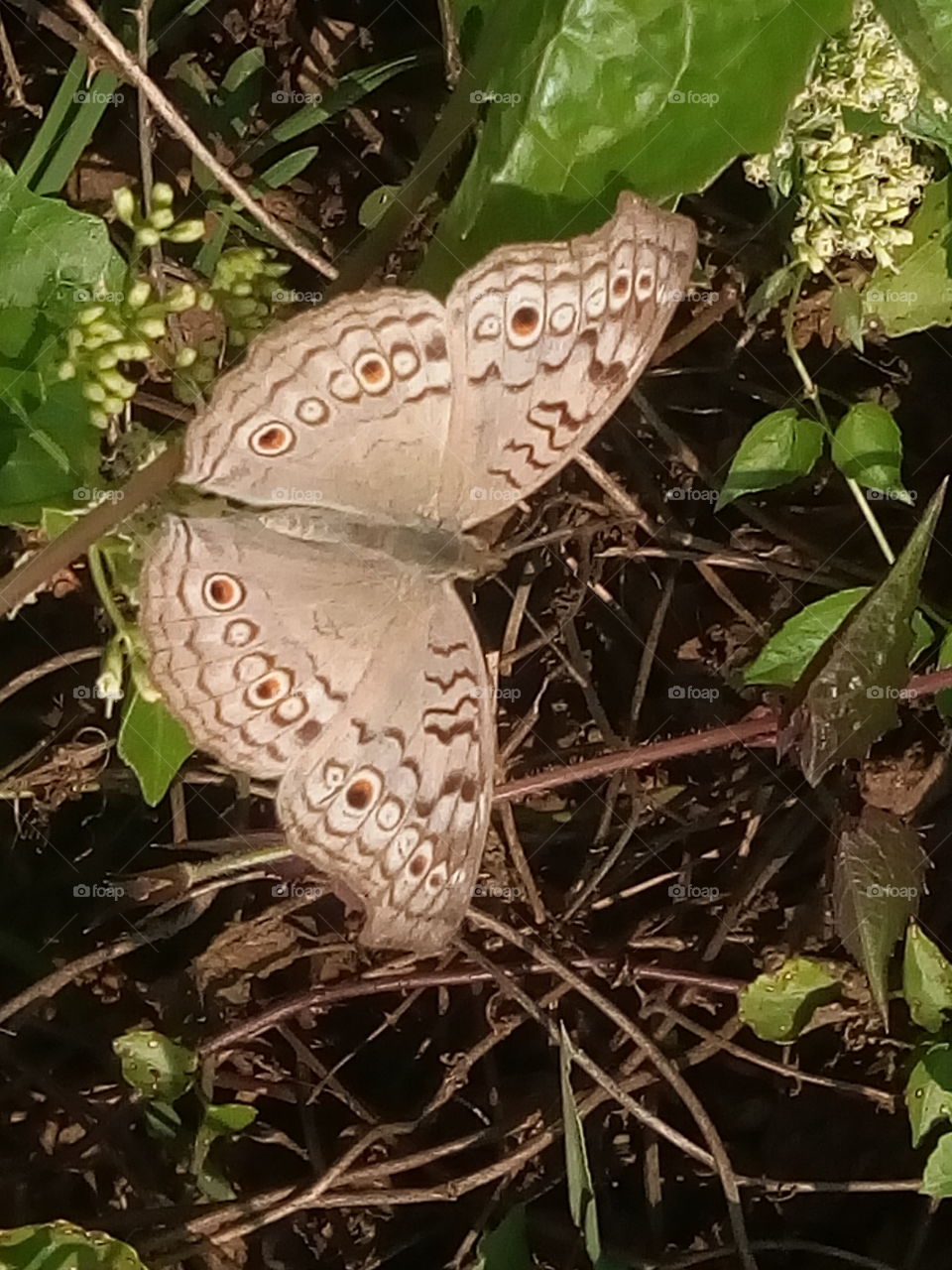 butterfly 2018-01-22 013 
#আমার_চোখে #আমার_গ্রাম #nature #butterfly #animalia #arthropoda #insecta #lepidoptera