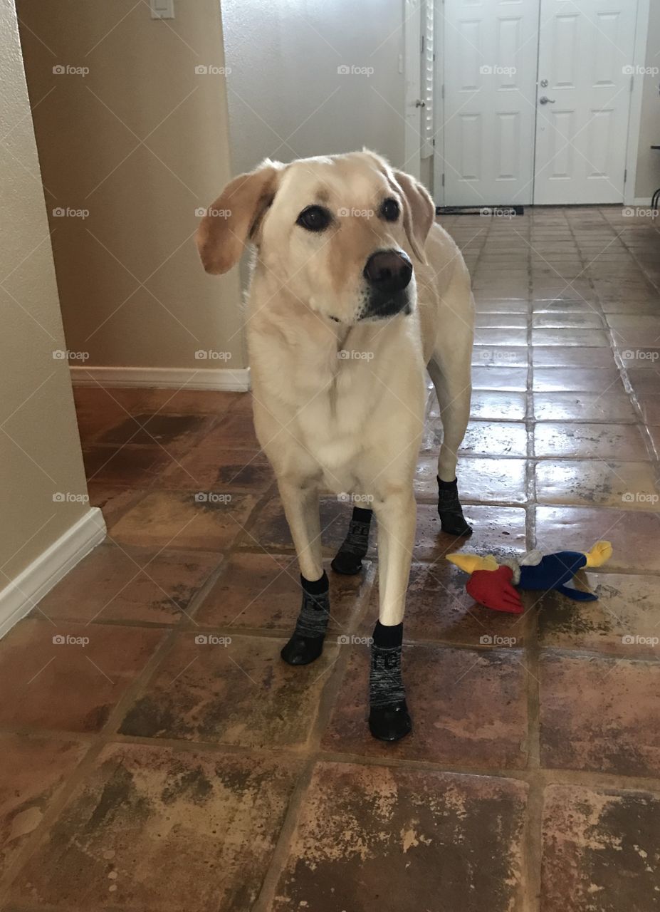 Dog boots 