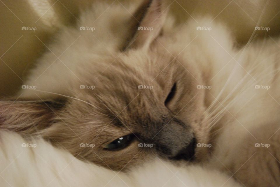 Close-up of ragdoll dog resting