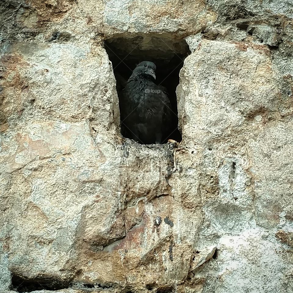 Ominous Crow in Stone Wall