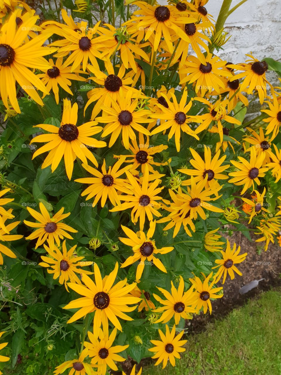 Beautiful Rudbeckia