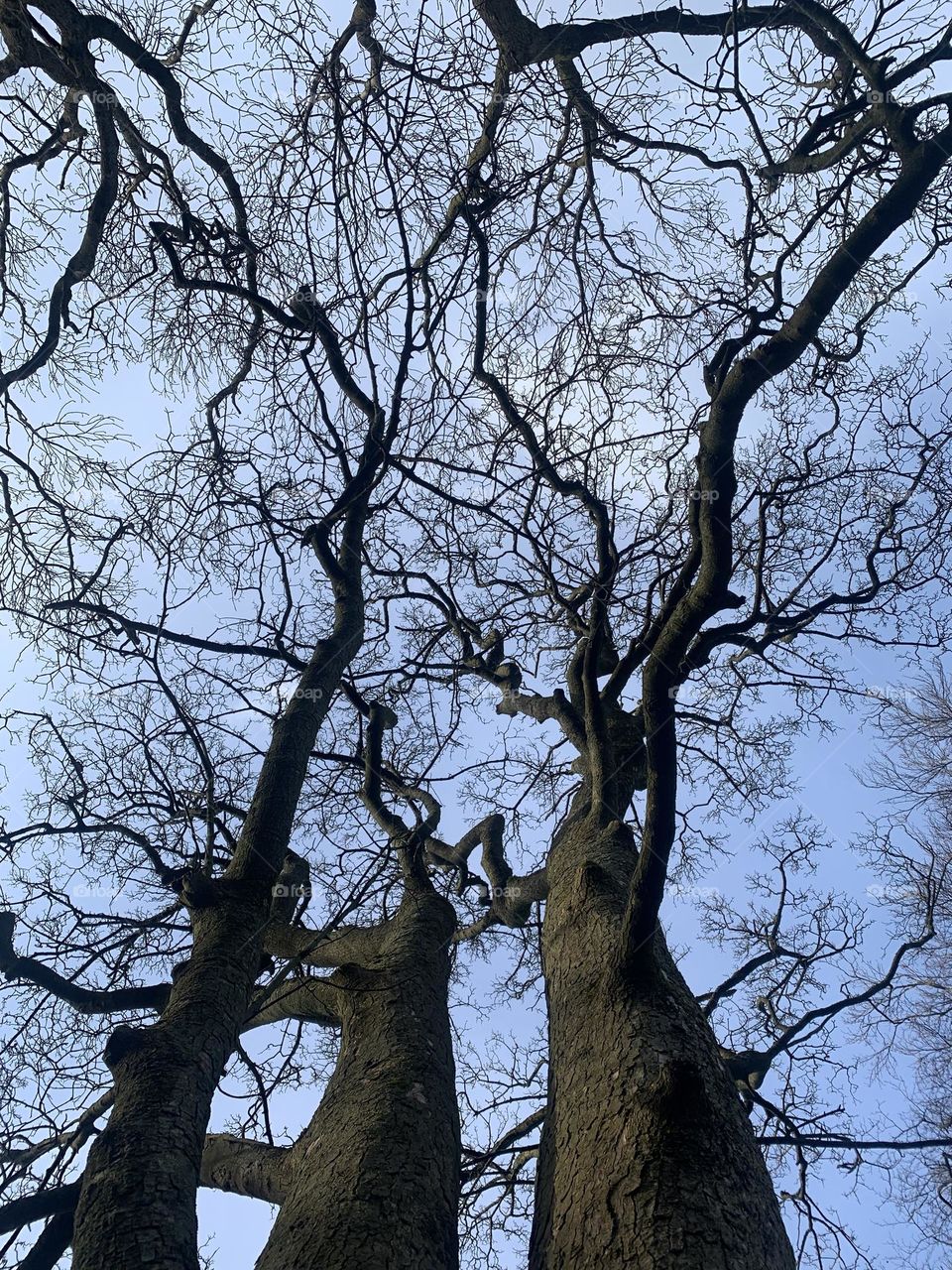 Trees 