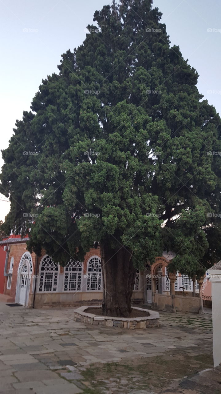 believe it or not...more than 1000 years this tree resisted in this place