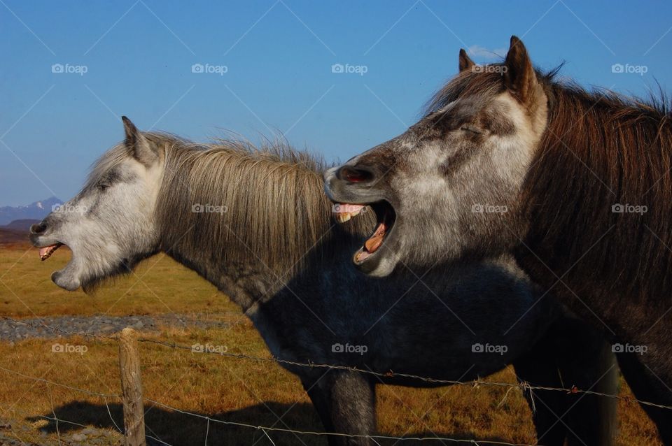 Icelandic Horses. Smiling horses in Iceland