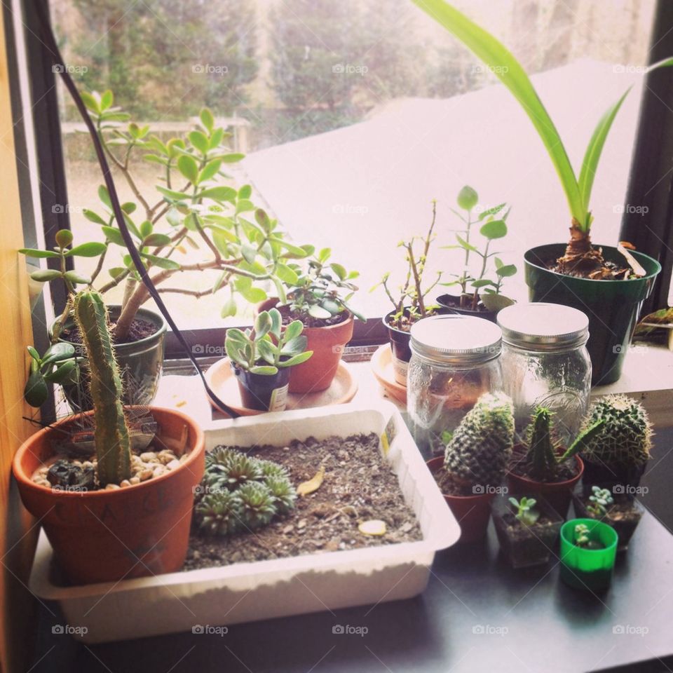 All my plants