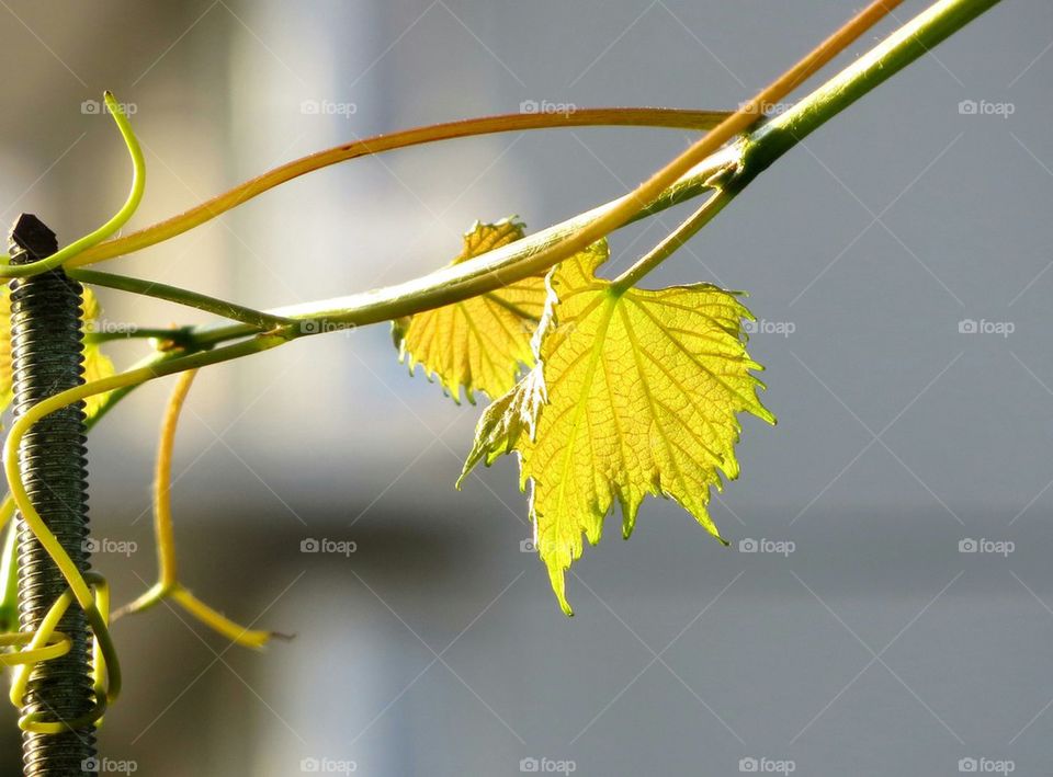 vine leaf