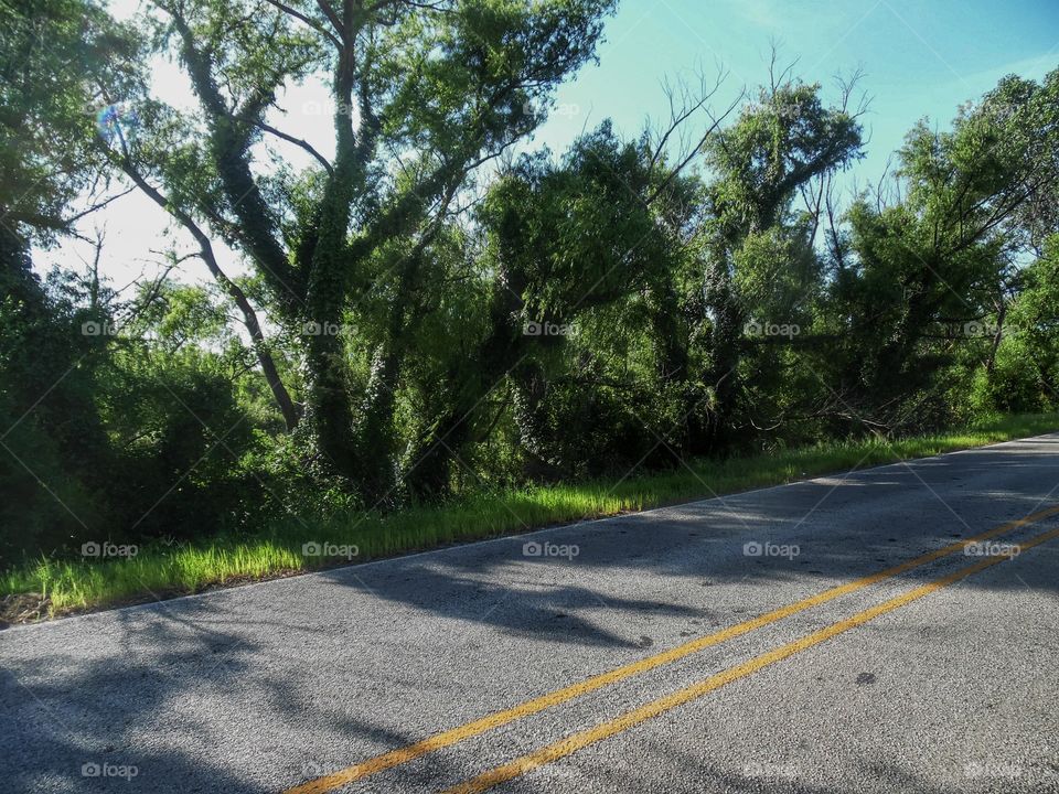grassy tree 🎄. This is the road I went down to actually get to the lake