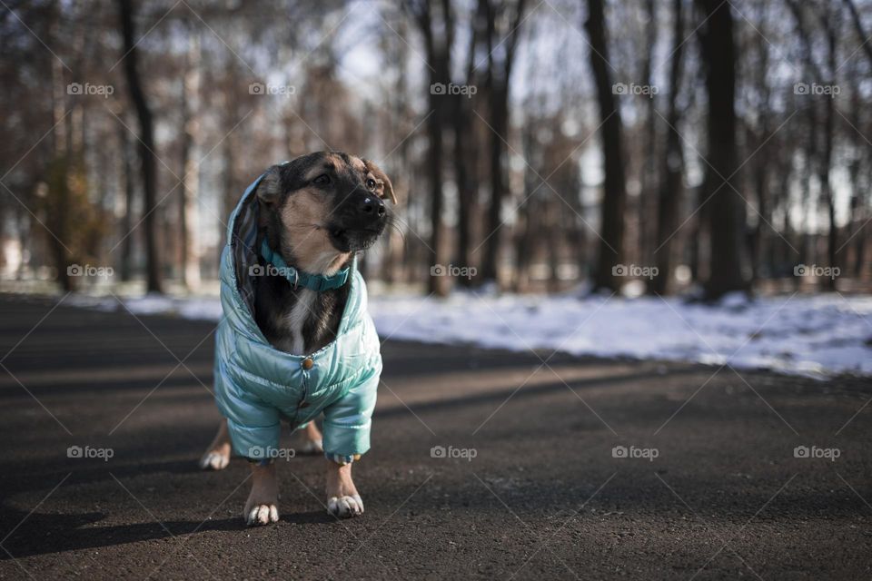 portrait of a little dog . walking pet concept