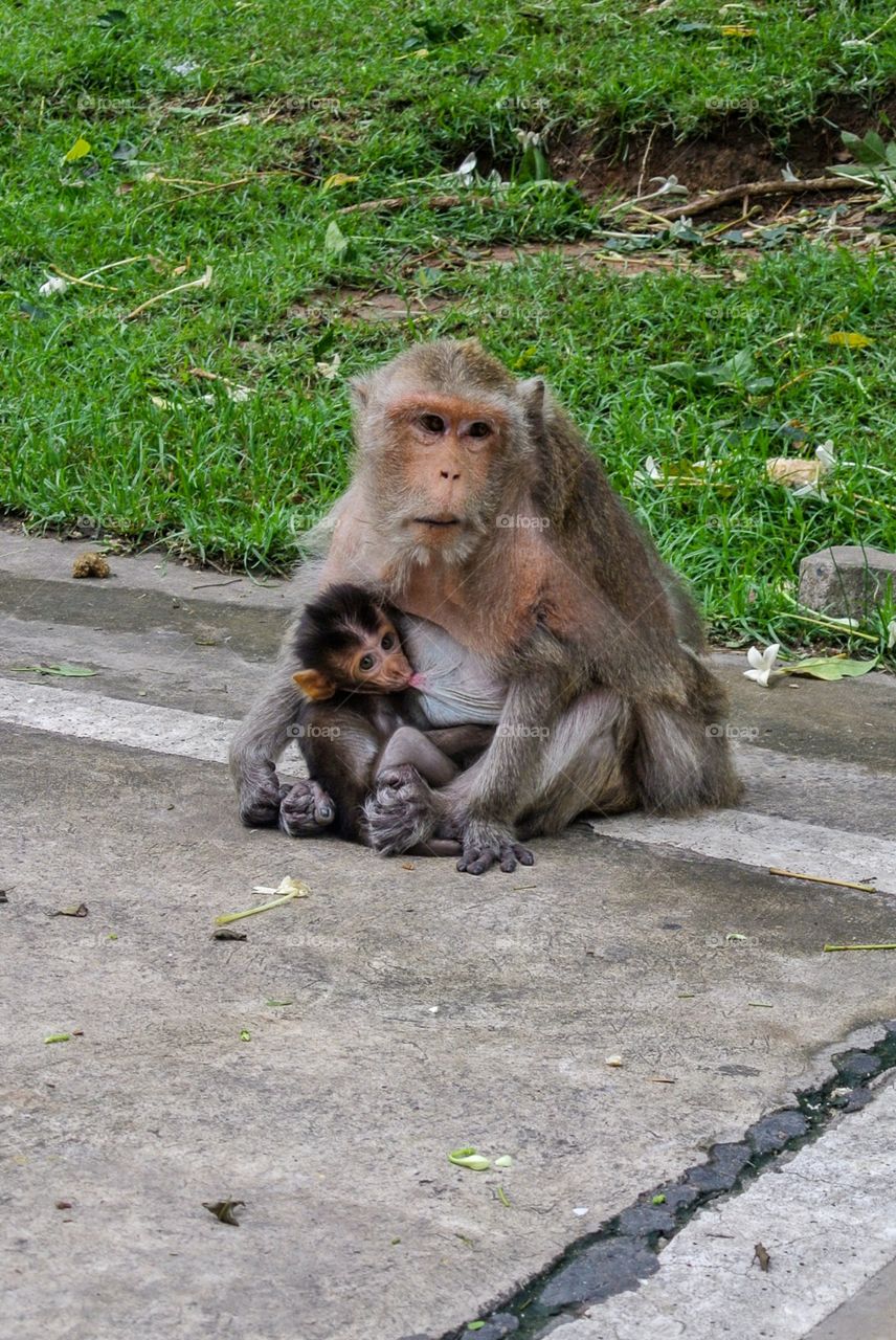 Monkey mom with baby