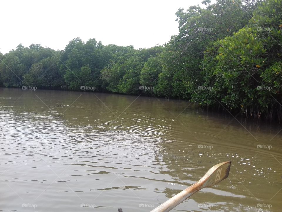 mangrov forest in chidambaram