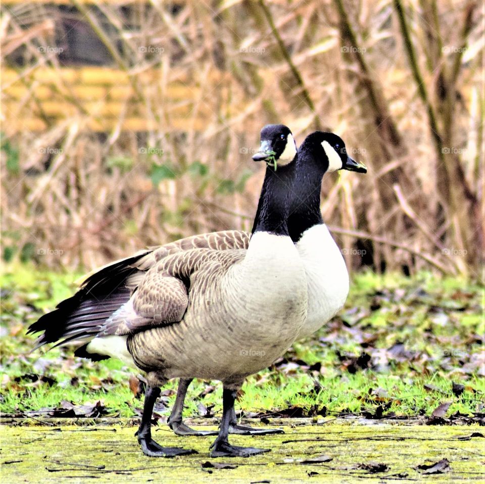 funny perspective picture from a 4 legged and 2 headed goose walking  in the park