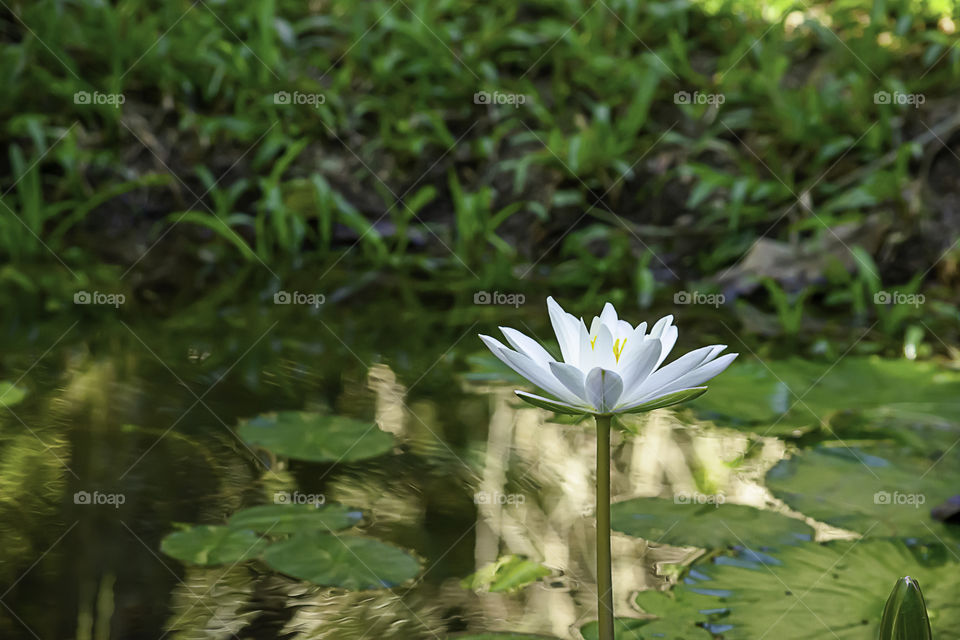 White Lotus Flower in the lotus pond Background grass