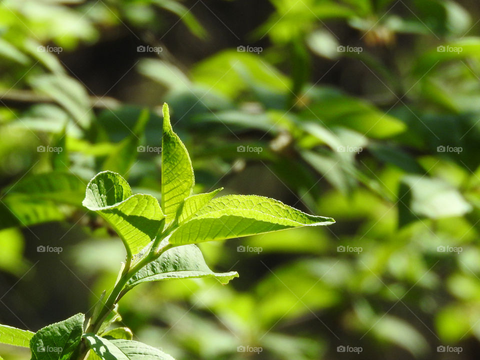 Green Spring Nature