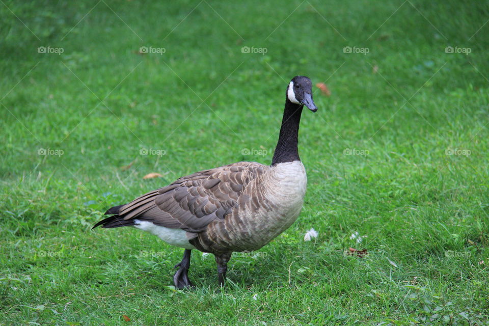 Goose