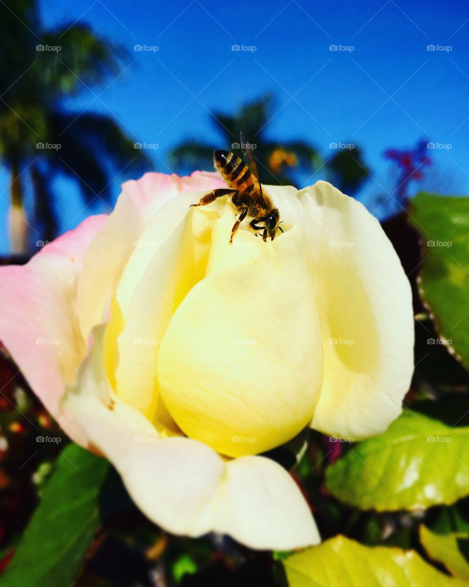 FOAP MISSIONS - A very beautiful rose, well accompanied by a small bee!  Long live the fauna and flora, so remarkable in 2019!  / Uma rosa muito bonita, bem acompanhada de uma abelha pequena! Viva a fauna e a flora, tão marcantes em 2019!