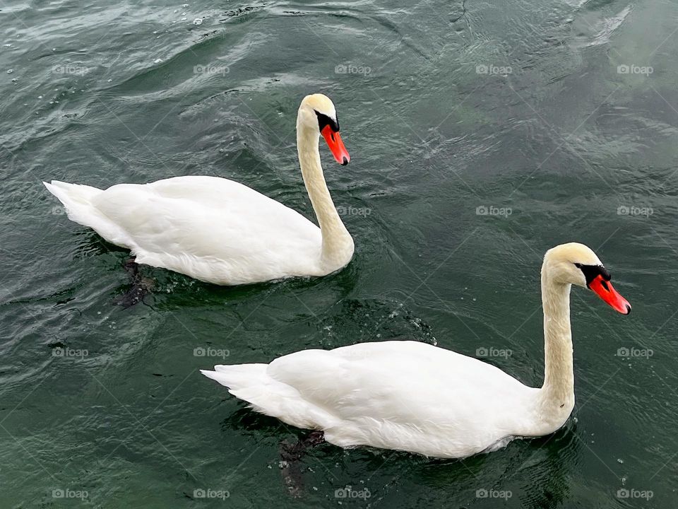 Close up of two beautiful white mute swan swimming in dark deep water 