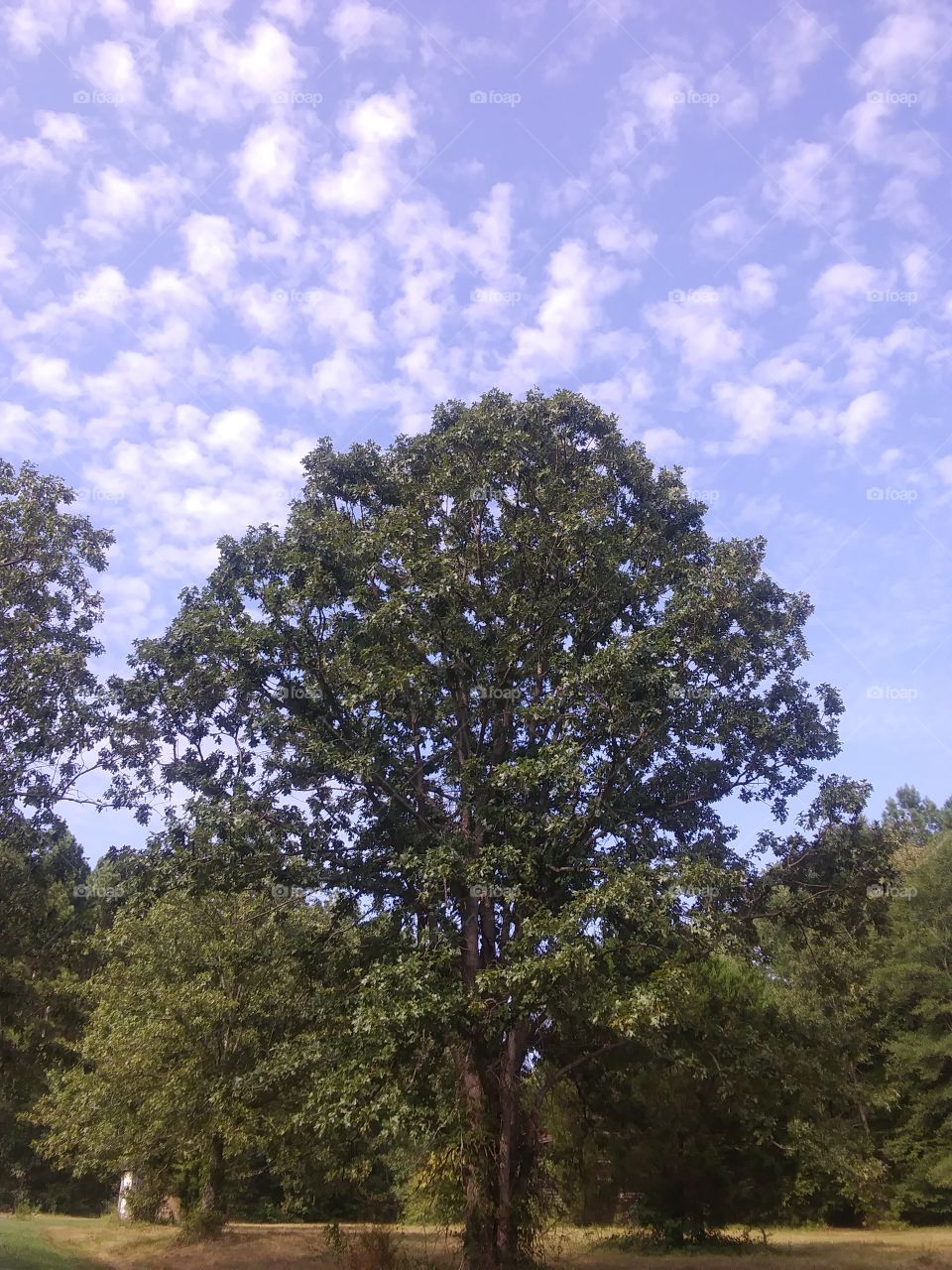 my wonderful view of trees and beautiful sky
