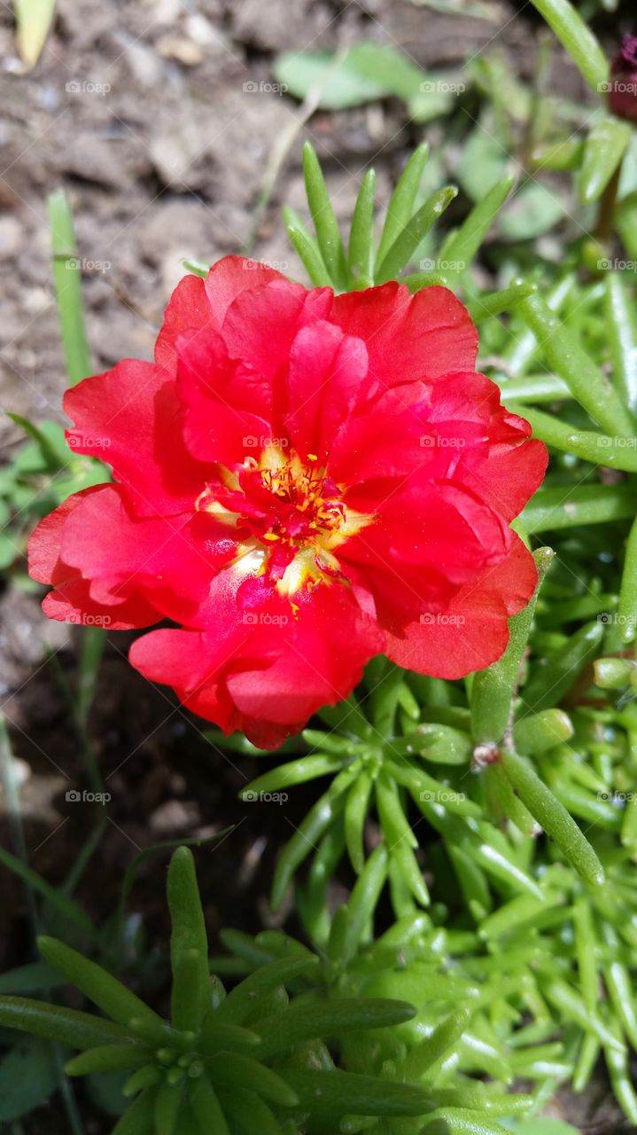 Moss Rose