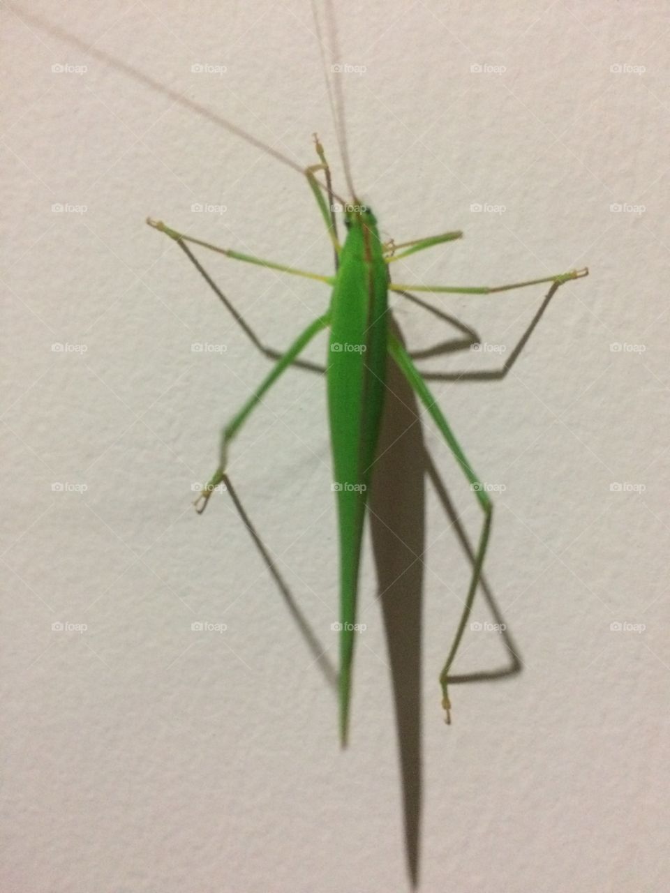 Green grasshopper ...