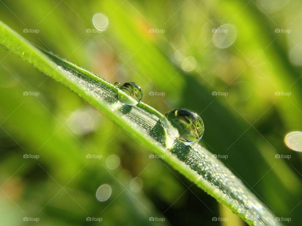 These drops of dew defy gravity on a slanted blade of grass...soaking up the sunshine!