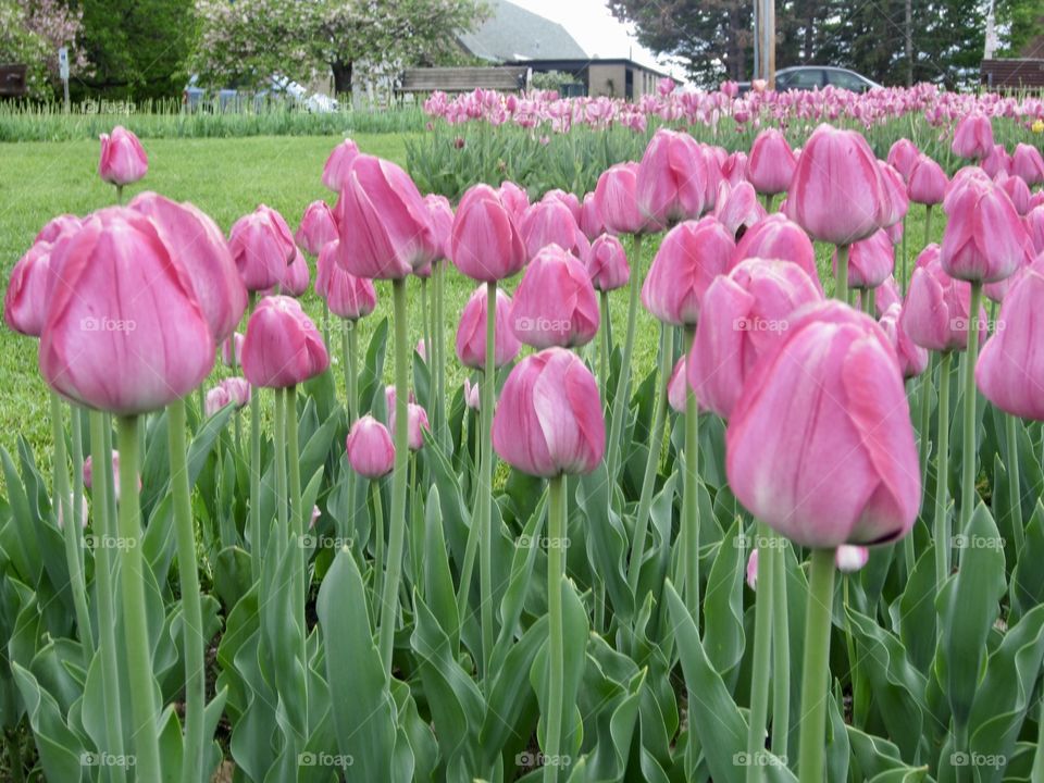 Tulips