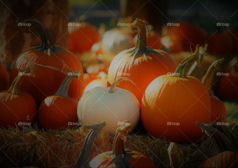 white and orange pumpkins. pumpkin patch. bale of hay. Enjoying the difference in all pumpkins at the giant Pumpkin Festival.