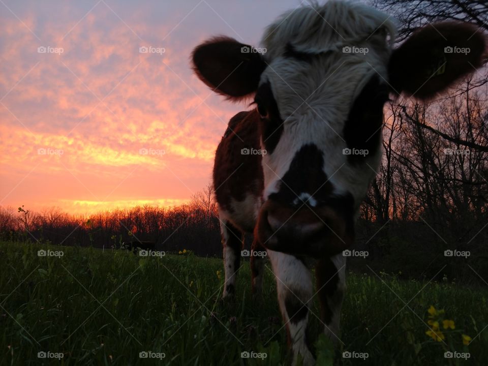 Grass, Cow, Pasture, Agriculture, Mammal