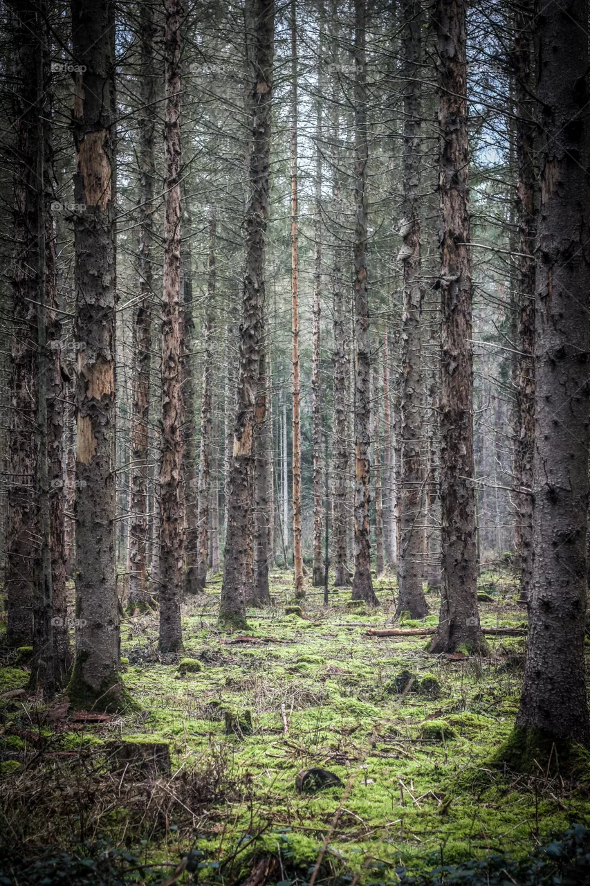 Wald