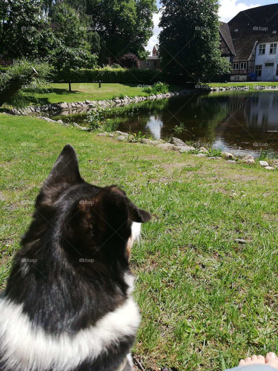 Small dog overlooking a lake with green grass and houses in the background