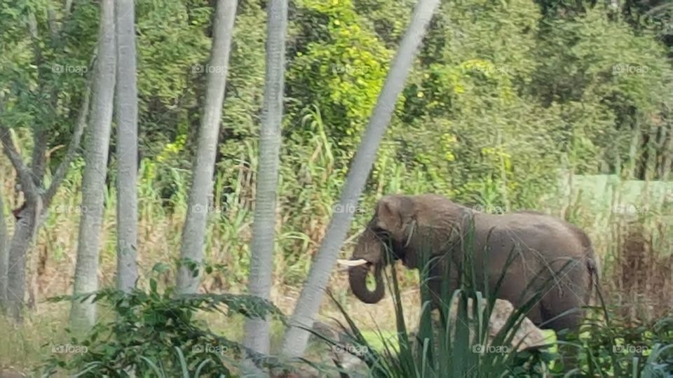 An elephant makes its way through the grassland at Animal Kingdom at the Walt Disney World Resort in Orlando, Florida.