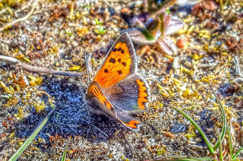 Butterfly