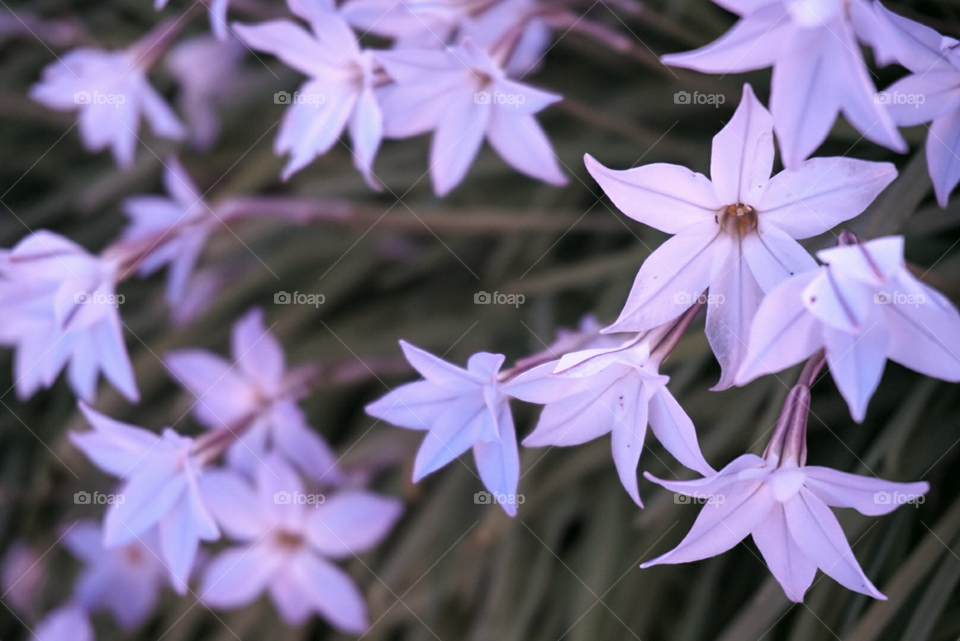 Spring Starflower
California Springs