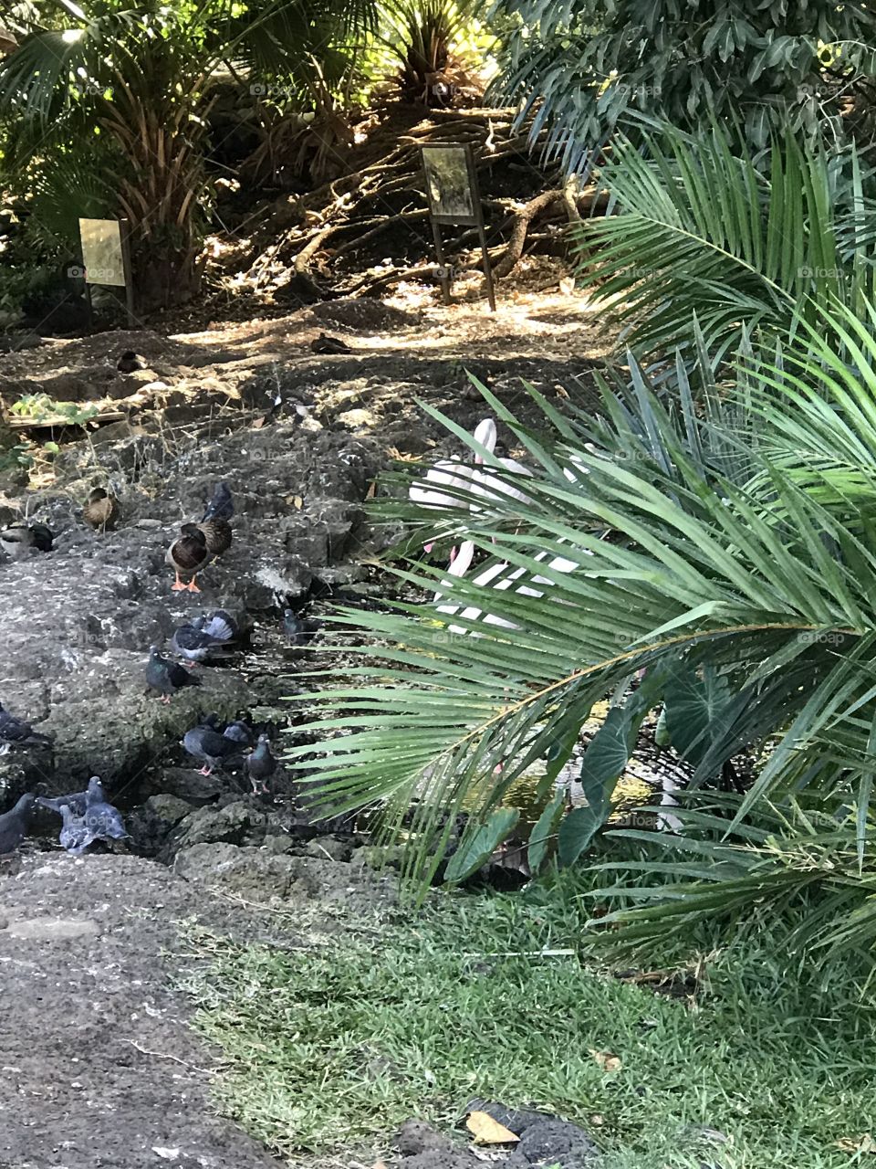 Casela Park, Mauritius 