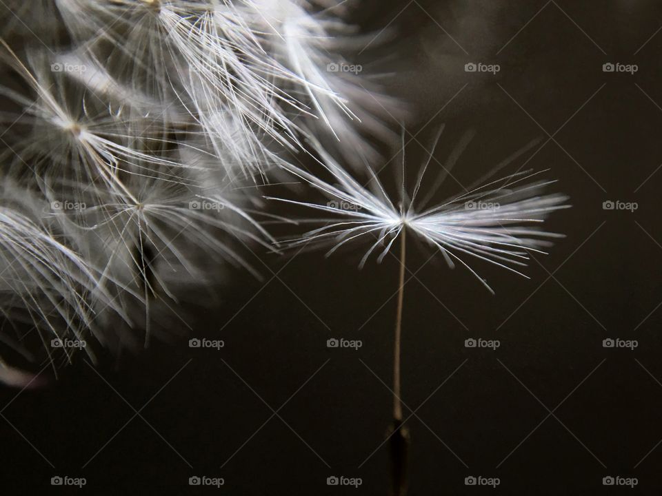 Dandelion Clock Seed hanging by a thread 