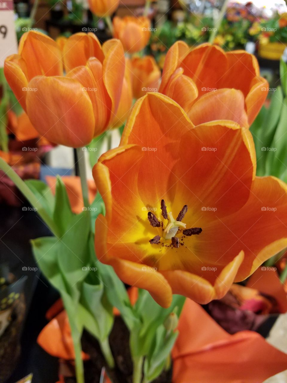 tulip flower