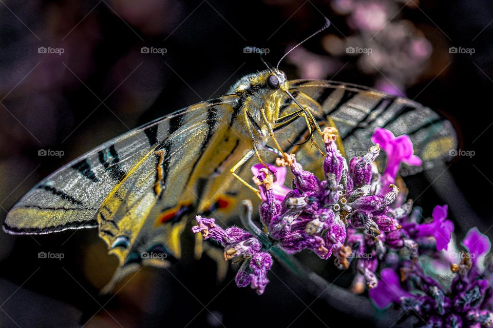 Swallowtail butterfly at the lavander flower