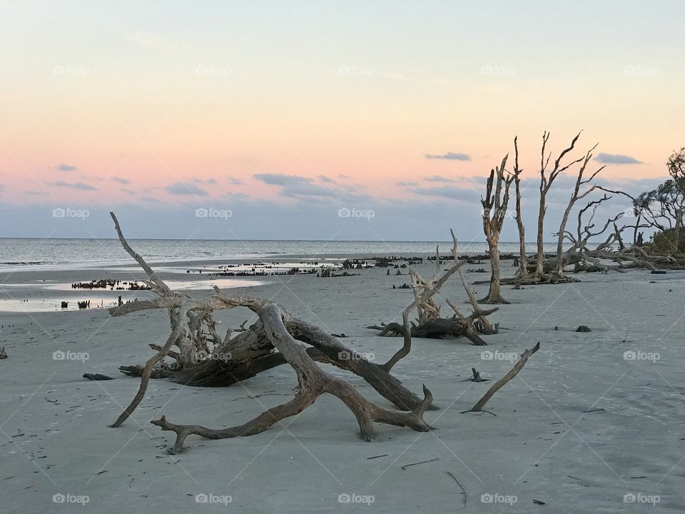Driftwood beach