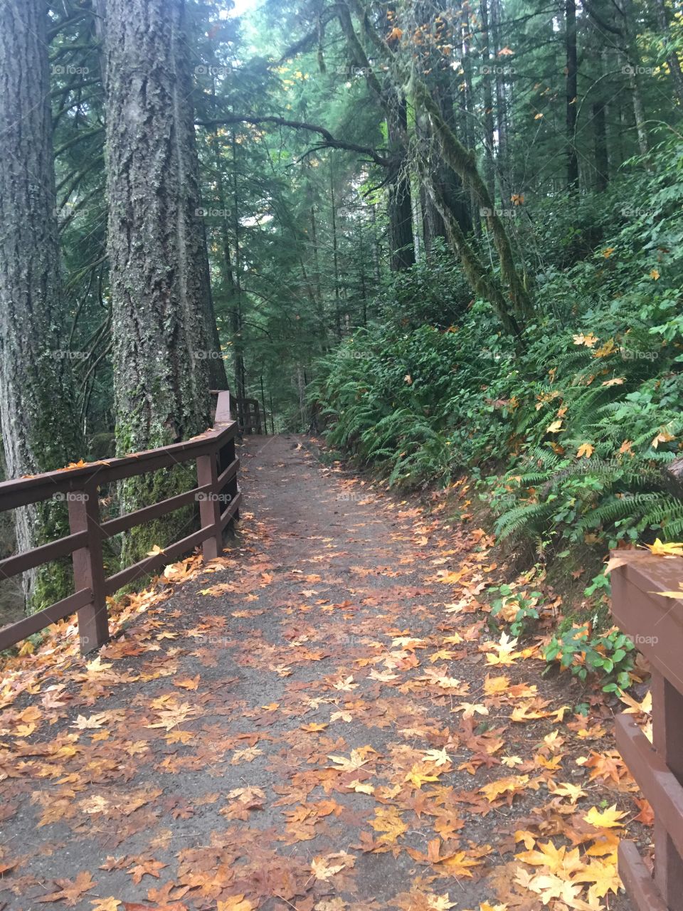 Footpath surrounded by trees
