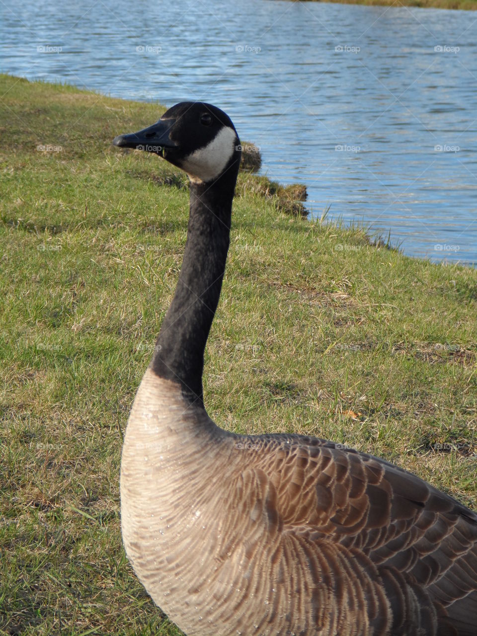 Canadian goose side pose. Goose posing sideways 