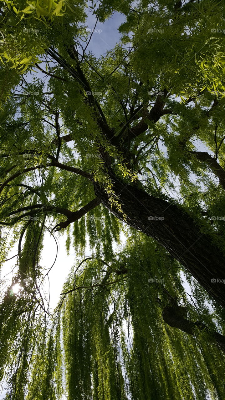 weeping willow tree