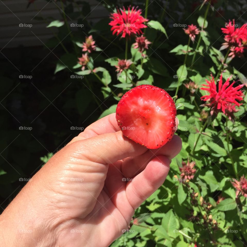 Fresh Strawberry