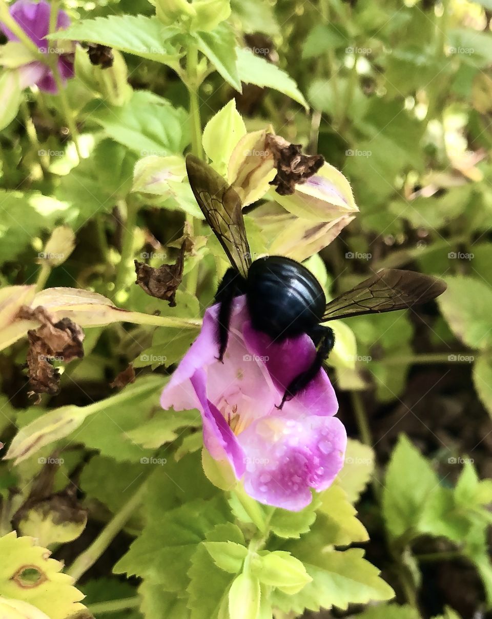 Backside of bumblebee at work