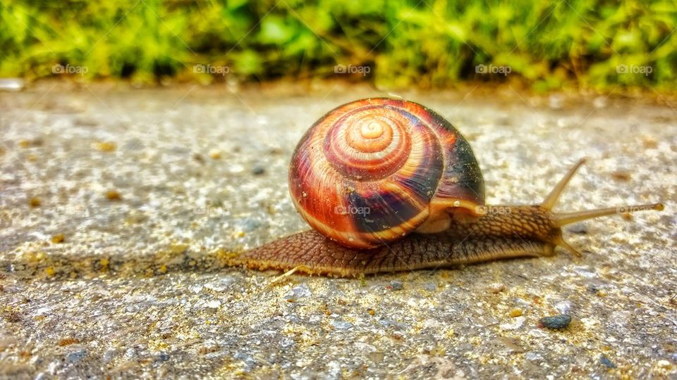 snail, Bulgaria, slow, slowly, step, slug, slime,