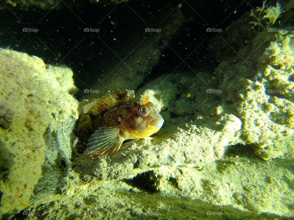 Tompot Blenny