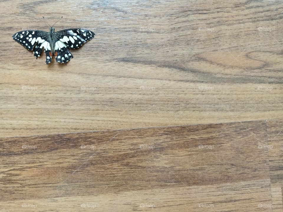 Beautiful Butterfly